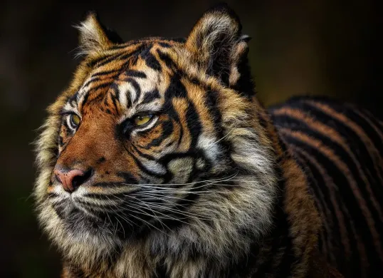Punya aura kuat dan berwibawa, 5 weton ini dipercaya dikawal Khodam Harimau! (Sumber: Pixabay)