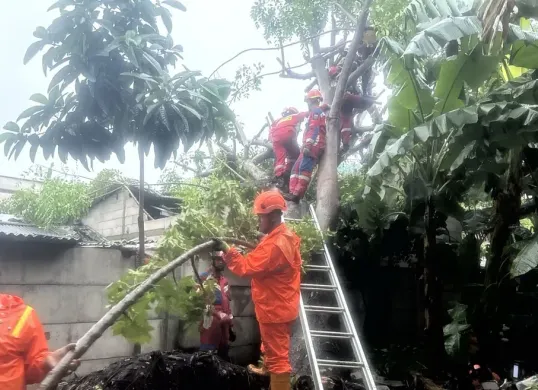 Salah satu pohon tumbang di Jalan Meranti, Jakarta Timur, Kamis, 9 Januari 2025. (Sumber: Dok. BPBD Jakarta)