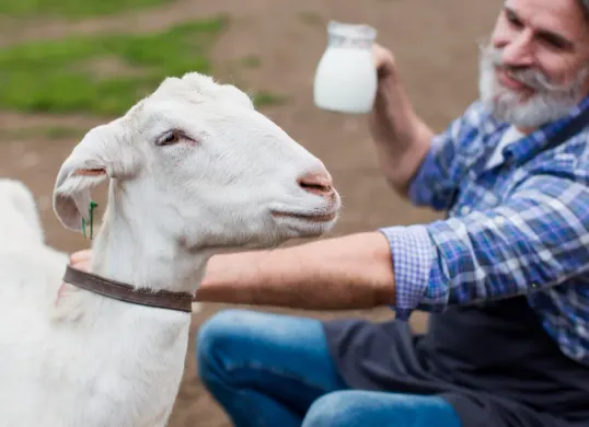Mengenal lebih jauh tentang segala hal tentang susu kambing. (Sumber: freepik)