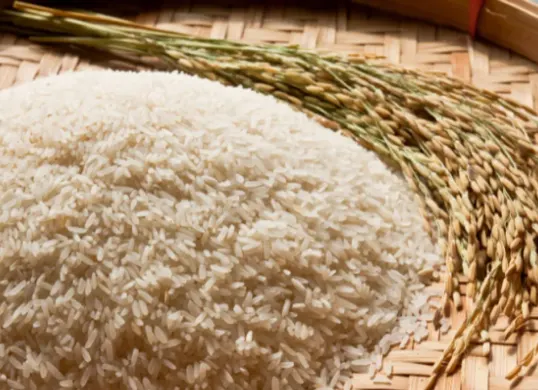 Ilustrasi Prof. Herry S. Utomo menciptakan varietas padi tinggi protein bernama Cahokia Rice. (Sumber: Freepik/zirconicusso)