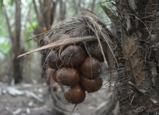 Ilustrasi Buah Salak (Sumber: Pinterest)