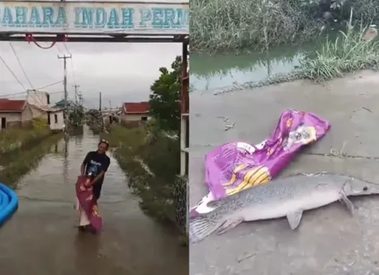 Penemuan ikan aligator di Bekasi seusai banjir. (Sumber: Tangkap Layar Instagram/@mood.jakarta)