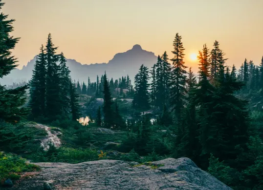 Hari Hutan Sedunia Diperingati 21 Maret, Berikut Sejarah Tujuan, dan Cara Merayakannya (Sumber: Unsplash/Sergei A)