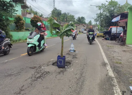 Satu batang pohon pisang yang ditanam di jalan nasional Pandeglang-Labuan, tepatnya di Desa Pasirerih, Kecamatan Cisata, Pandeglang. (Sumber: Poskota/Samsul Fatoni)