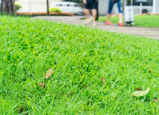 Cara membasmi rumput liar dengan efektif dan murah. (Sumber: Freepik/victor217)