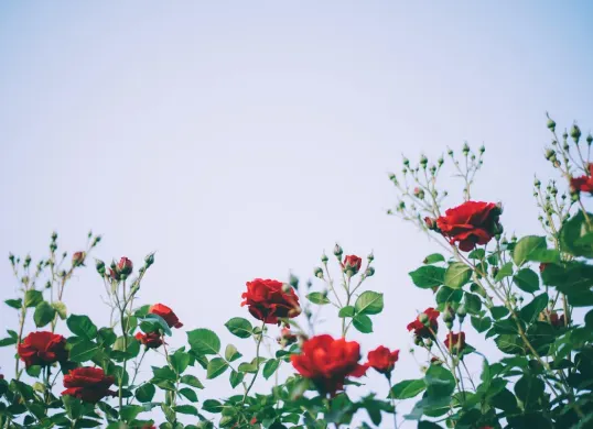 Rahasia mawar rimbun, coba teknik prunning Ini hasilnya bikin takjub. (Sumber: Pixabay/subak214)