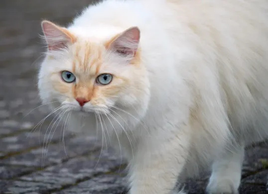 Trik ini bikin kucing Anda jadi rakus. (Sumber: Pixabay/Neelam279)