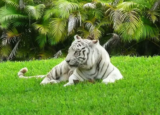 Punya aura kuat dan karisma tajam, 6 weton ini disebut dijaga Khodam Harimau Putih menurut primbon Jawa!(Sumber: Wikipedia)
