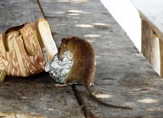 Tips usir tikus dari rumah ini bisa Anda lakukan dengan mudah dan juga praktis. (Sumber: Pixabay/Erich Erich Röthlisberger)
