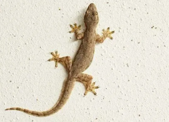 Cara ampuh usir cicak di rumah. (Sumber: Tokopedia)