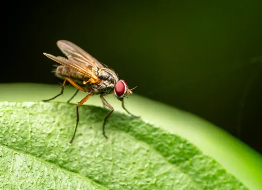 Usir lalat dari rumah menggunakan beberapa langkah mudah ini. (Sumber: Pixabay/NatureInFocus)