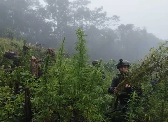 Personel Satgas Pamtas RI-PNG Yonif 512/QY Koops Swasembada menemukan dan membongkar ladang ganja di wilayah pegunungan terpencil di Pegunungan Bintang, Papua Pegunungan. (Sumber: Dok. Pen Koops Swasembada)
