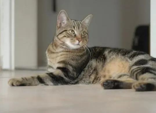 Cek tips praktis menjaga kucing tetap aman dan nyaman meski ditinggal mudik. (Sumber: Pinterest/KW1)