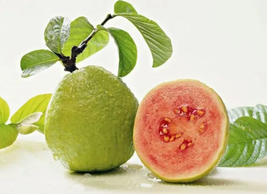 Manfaat luar biasa Jambu Biji untuk kesehatan (Sumber: Pinterest)
