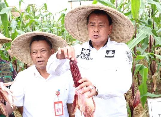 Kegiatan panen jagung pulut di Desa Kaliasian, Kecamatan Sukamulya, Kabupaten Tangerang, dilakukan oleh Bupati Tangerang Maesyal Rasyid bersama kelompok Tani, 12 Mei 2025. (Sumber: Diskominfo KabupatenTangerang)