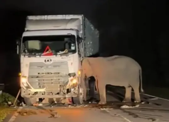 Seekor anak gajah di Malaysia tertabrak truk (Sumber: Instagram)