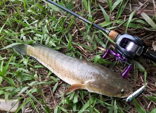 Rekomendasi Joran Pancing 100 Ribuan Berkualitas untuk Pemancing Hemat (Sumber: Pinterest)