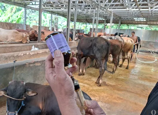 Penanggung jawab kandang Jo Cattle akan memberikan suntikan obat antibiotik untuk sapi kurban menjelang Idul Adha 2025. Pemberian obat merupakan bagian dari antisipasi pedagang hewan kurban terhadap wabah PMK. (Sumber: Poskota/Angga Pahlevi)