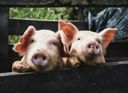 Viral Ayam Goreng Non-Halal di Solo: Begini Ciri-Ciri Minyak Babi yang Wajib Anda Waspadai! (Sumber: Pinterest)