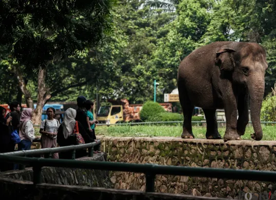 Pengunjung menyaksikan gajah saat berlibur ke Taman Margasatwa Ragunan, Jakarta Selatan, Jum'at, 30 Mei 2025. (Sumber: Poskota/Bilal Nugraha Ginanjar)