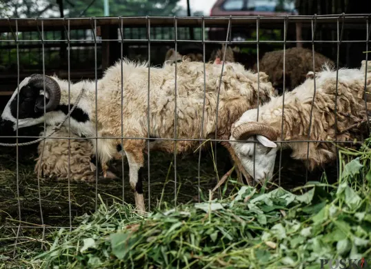 Ilustrasi hewan ternak kambing. (Sumber: Poskota/Bilal Nugraha Ginanjar)