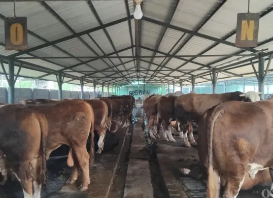 Sejumlah sapi di peternakan Berkah Bersama Sejahtera (BBS) di Jati Asih, Kota Bekasi. Sebelum dapat harga diskon dari penjual, Prabowo diketahui menyampaikan permintaan khusus. (Sumber: Poskota/Nurpini Aulia Rapika)