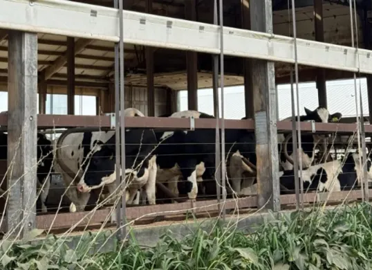 Jenis sapi perah F1 yang akan digunakan PT Perkebunan Kandangan untuk memproduksi susu dalam mendukung program Mandiri Pangan Nasional yang digulirkan pemerintah. (Sumber: Dok. Istimewa)