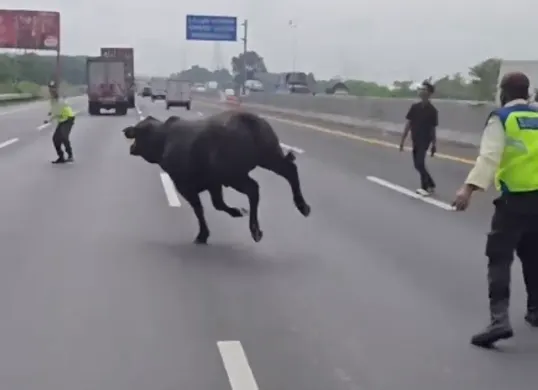 Dua ekor sapi terlepas di Jalan Tol Jakarta-Cikampek KM 58 (Sumber: Instagram @kaindukpjrcikampek)
