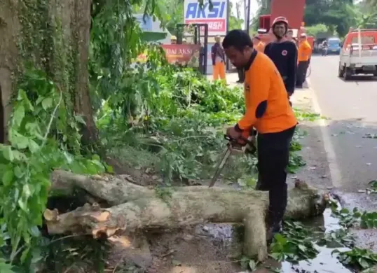 Sejumlah petugas dari BPBD Pandeglang saat melakukan penebangan pohon rawan tumbang. (Sumber: BPBD Pandeglang)