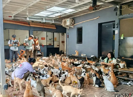 Ratusan kucing jalanan ditampung di Rumah Singgah Kucing Jalanan (RSKJ) Bekasi yang didirikan Wilda Undriyani sejak 2021. (Sumber: Poskota/Nurpini Aulia Rapika)