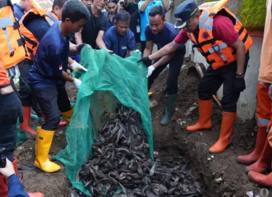 Penanganan Ikan sapu-sapu di Jakarta. (Sumber: Poskota/M. Tegar Jihad)