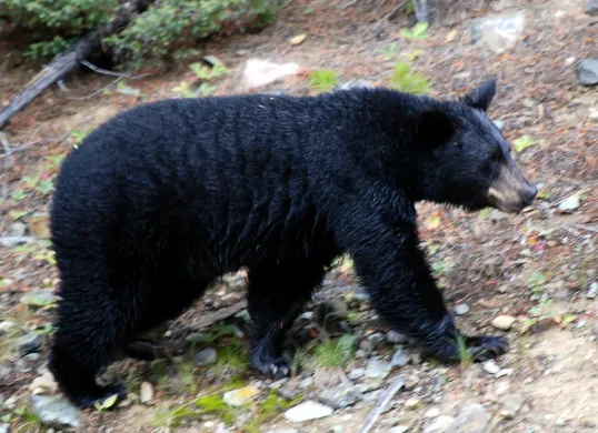 Profesi unik jadi beruang hitam menawarkan gaji hingga 100.000 yuan atau sekitar Rp263 juta per tahun. (Sumber: Wikimedia Commons)