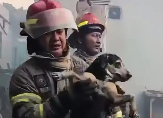 Petugas Damkar Depok menyelamatkan seekor anjing peliharaan dari kebakaran rumah di Sukmajaya, Kota Depok, Senin, 3 Agustus 2026. (Sumber: Dok. Istimewa)