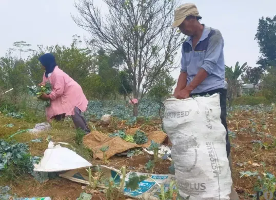 Suasana di lahan pertanian warga Cisarua, Kabupaten Bandung Barat. (Sumber: Poskota/Gatot Poedji Utomo)