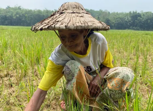Murnah, salah seorang petani perempuan di Kabupaten Lebak, merawat tanaman padi yang dilanda kekeringan. (Sumber: Dok. Istimewa)