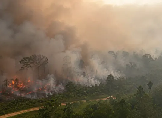 Ilustrasi - Sejumlah sekolah di Kalimantan menerapkan PJJ dan penyesuaian pembelajaran terkait kebakaran hutan dan lahan (karhutla) (Sumber: chatgpt)