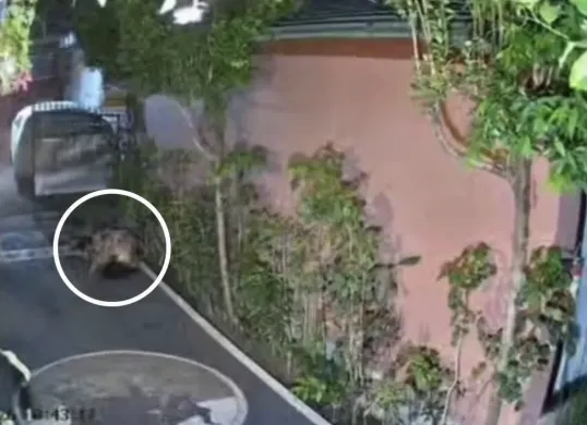 Video WNA Australia terekam CCTV berbuat tak senonoh di pekarangan rumah warga di Bali (Sumber: Facebook)