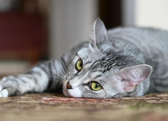 Ilustrasi - Cara merawat kucing agar tetap nyaman saat cuaca panas. (Sumber: Pexels)