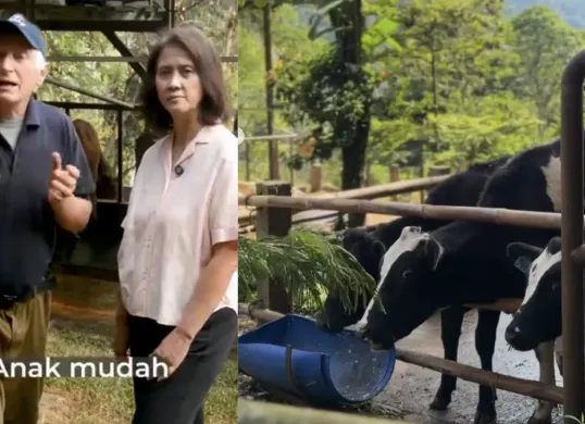 Dago Dairy mengumumkan penghentian operasional peternakan sapi setelah hampir dua tahun menghadapi kendala kekurangan tenaga kerja. (Sumber: Instagram/@dago_dairy)
