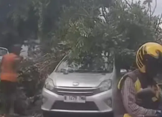 Pohon tumbang di Cilandak Timur, Jakarta Selatan, Kamis, 12 Februari 2026. (Sumber: Istimewa)