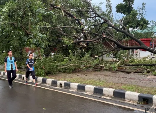 Sejumlah pohon tumbang pasca angin kencang di sekitaran Stadion Pakansari, Cibinong, Bogor pada Kamis sore, 12 Februari 2026. (Sumber: Poskota/Giffar Rivana)