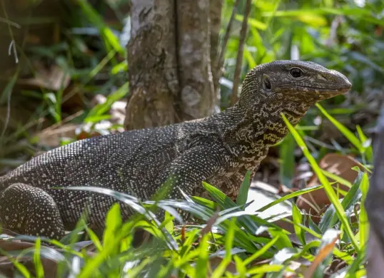 Ilustrasi seekor biawak liar. (Sumber: Freepik/@erik-karits-2093459)