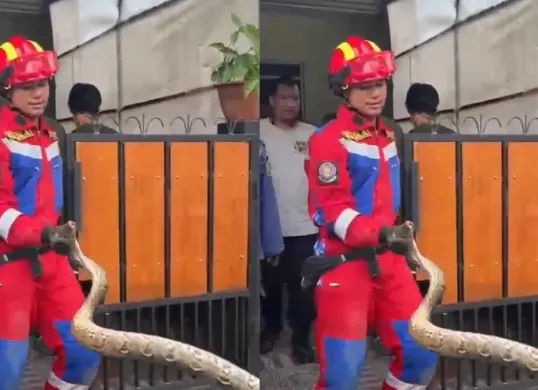 Petugas Damkar dan Penyelamatan Kabupaten Bogor mengevakuasi ular sanca yang masuk ke saluran pembuangan air rumah warga. (Sumber: tangkapan layar)