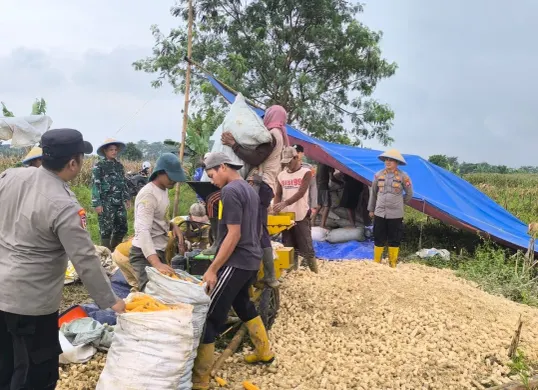 Kelompok Tani panen jagung program ketahanan pangan di Kecamatan Jawilan. (Sumber: Istimewa)