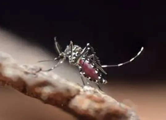 Ilustrasi nyamuk yang sedang mengisap darah manusia. Penelitian menunjukkan nyamuk memilih target berdasarkan karbon dioksida, aroma tubuh, suhu kulit, hingga faktor biologis lainnya. (Sumber: Wikimedia Commons)