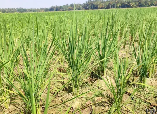 Kondisi pesawahan petani di Kabupaten Pandeglang yang mengalami kekeringan akibat kemarau panjang. (Sumber: Poskota/Samsul Fatoni)