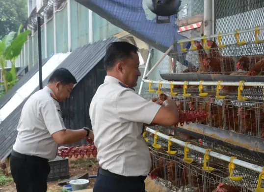 Budidaya ayam petelur menjadi program pembinaan kemandirian warga binaan di Lapas Kelas IIA Salemba, Jakarta Pusat. (Sumber: Istimewa)