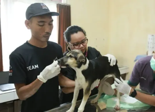 Ilustrasi pemeriksaan seekor anjing. (Sumber: Dok. Istimewa)