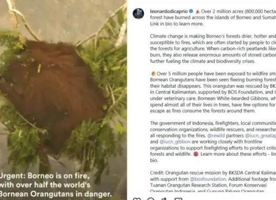 Leonardo DiCaprio kembali menyoroti kebakaran hutan di Kalimantan dan Sumatra serta dampaknya terhadap lingkungan, masyarakat, dan habitat satwa liar. (Sumber: Instagram/@leonardodicaprio)