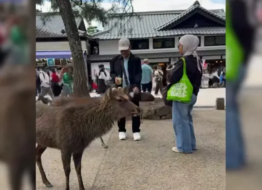 Orang Indonesia diduga beri makan sampah plastik ke rusa di Jepang (Dok. Threads/@hezumaryuaaa)